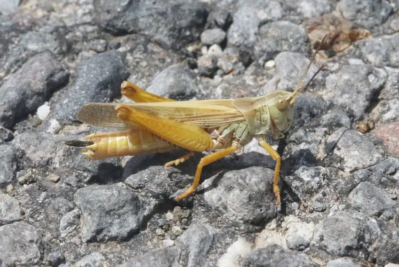 Grasshoppers in Ohio