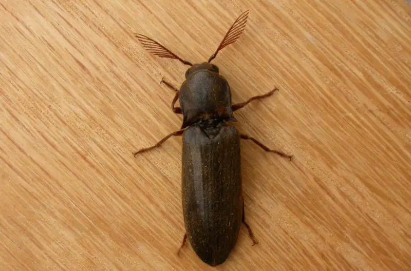 Beetles in Michigan
