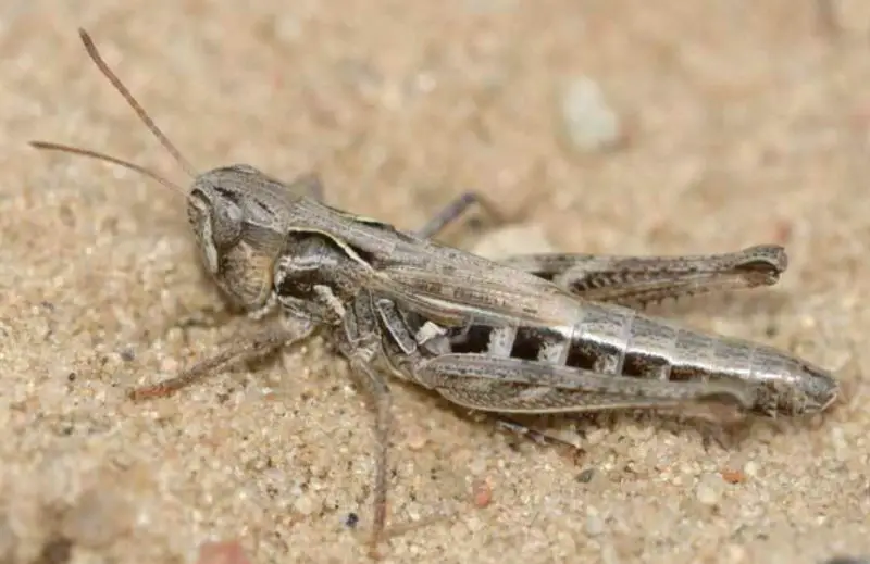 Grasshoppers in Ohio