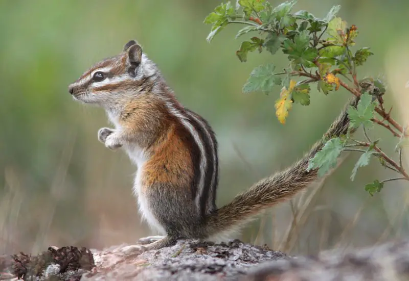 colorado-chipmunk-neotamias-quadrivittatus-800x551-1 Chipmunks in Colorado