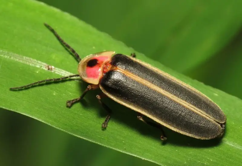 common-eastern-firefly-800x549-1 Beetles in North Carolina