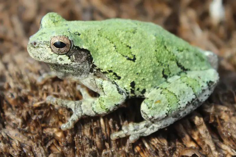 Frogs in Illinois