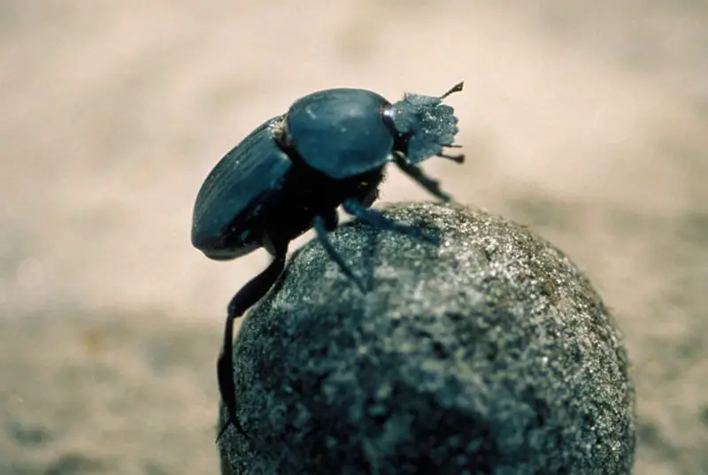 dung-beetle-800x537-1 Beetles in North Carolina