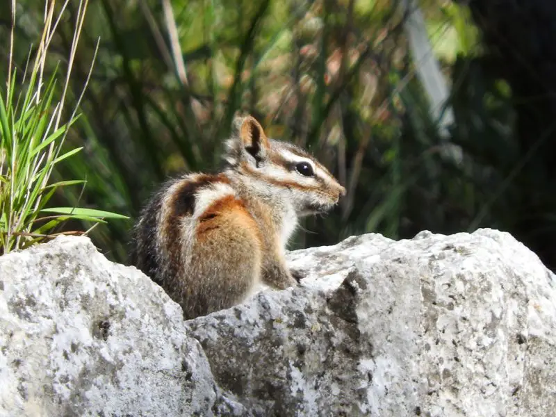 durango-chipmunk-800x600-1 Chipmunks in Colorado