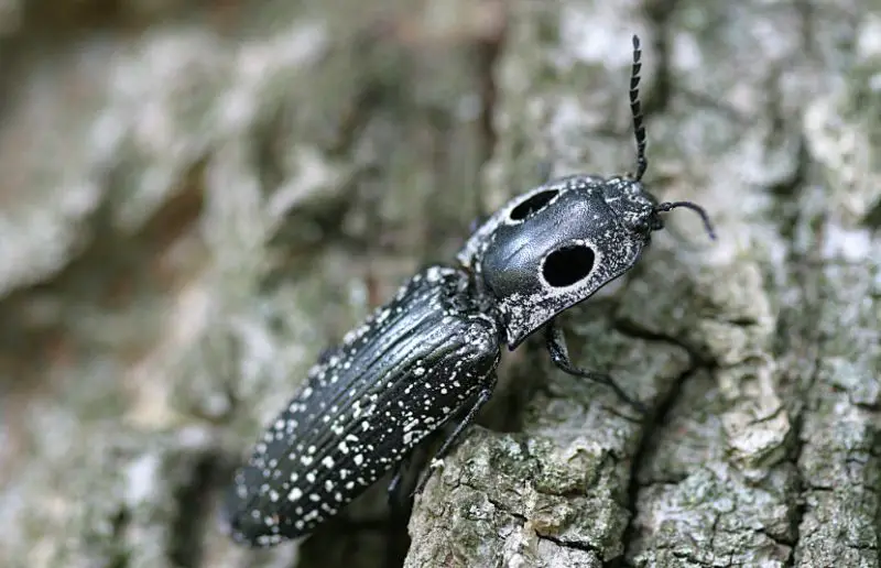 eastern-eyed-click-beetle-800x516-1 Beetles in North Carolina