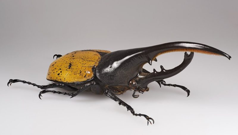 eastern-hercules-beetle-800x455-1 Beetles in North Carolina