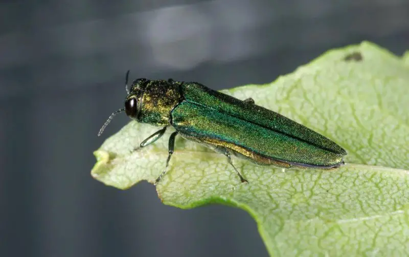 Beetles in Michigan