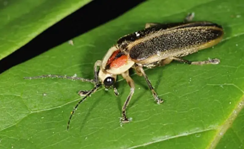 Beetles in Michigan