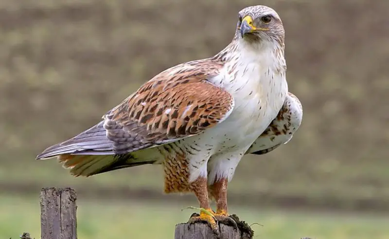 Animals That Start With F