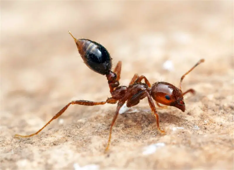 Dangerous Bugs in Oregon