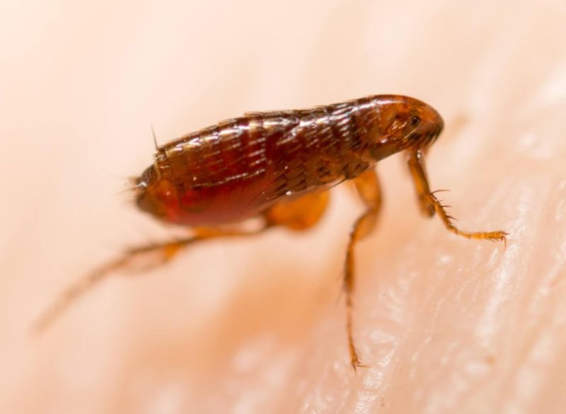 Dangerous Bugs in Oregon