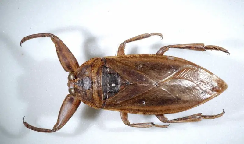 Dangerous Bugs in Oregon