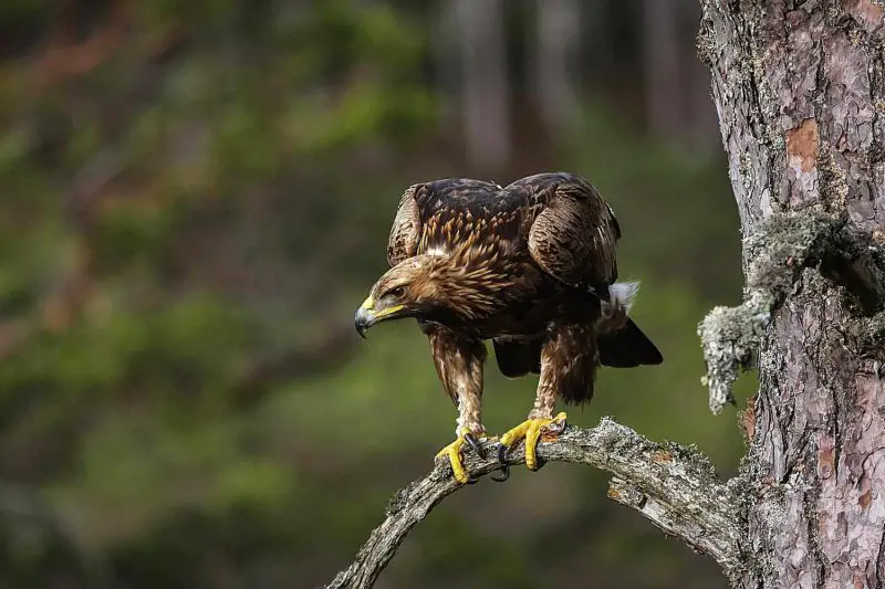Eagles in Montana