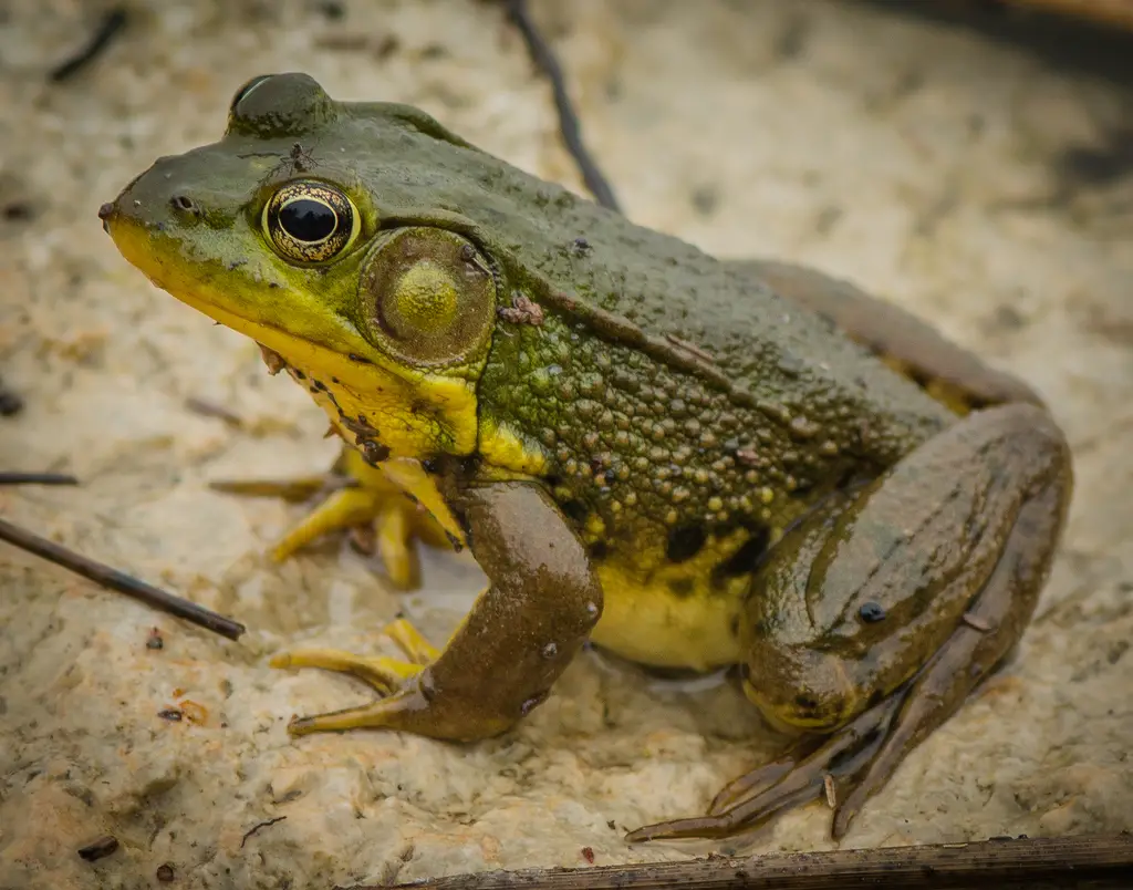 Frogs in Illinois