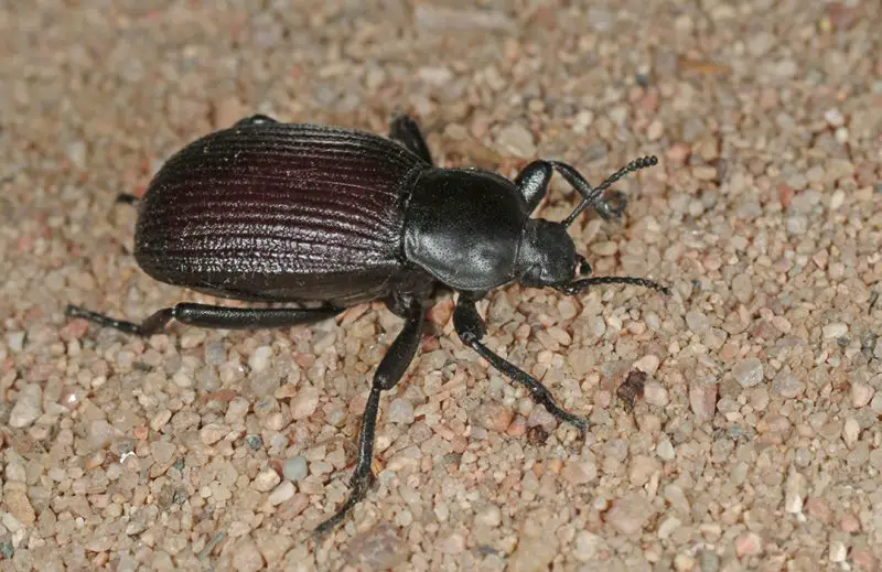 ground-beetle-carabidae-800x519-1 Beetles in North Carolina