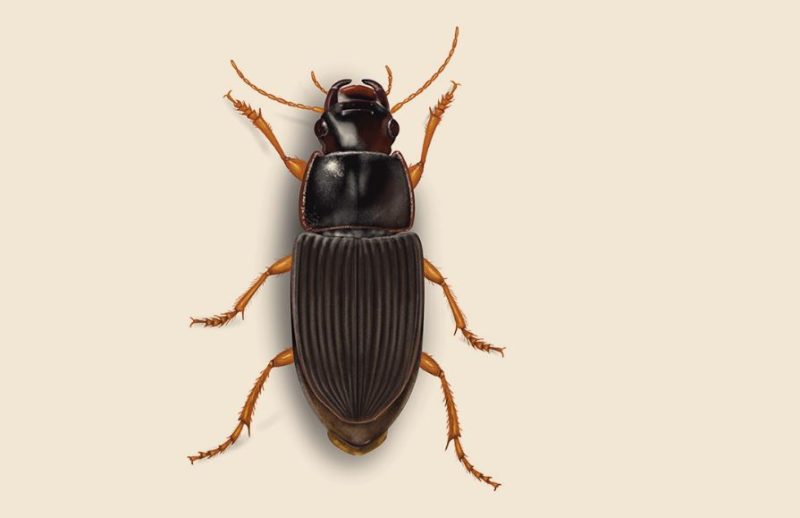 Beetles in Michigan