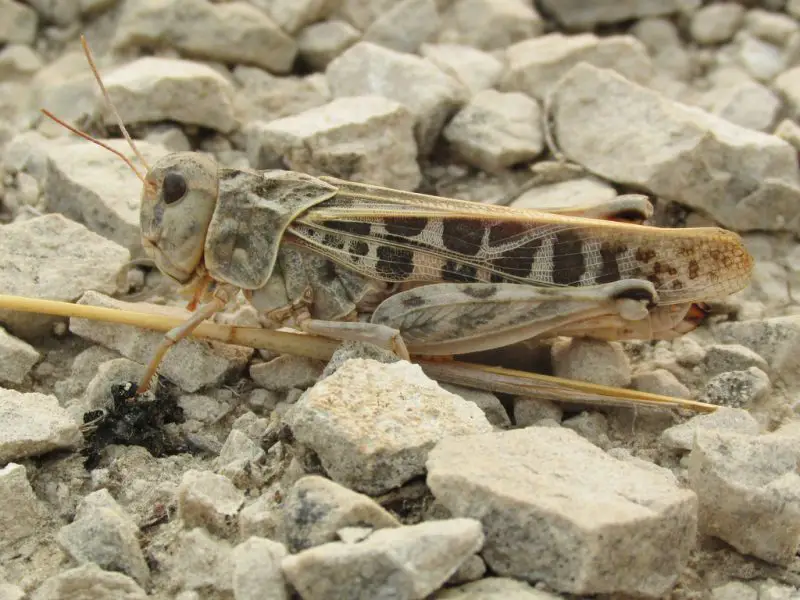 Grasshoppers in Ohio