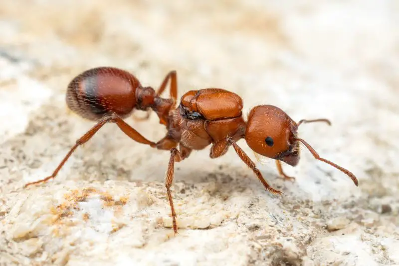 Dangerous Bugs in Oregon