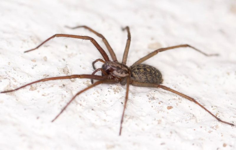 Dangerous Bugs in Oregon
