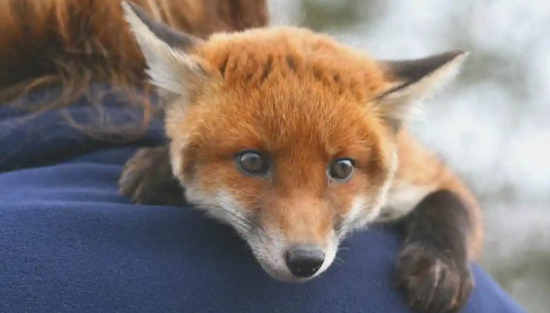 is-it-legal-to-own-a-fox-in-texas-800x456-2 Is It Legal to Own a Fox in Texas
