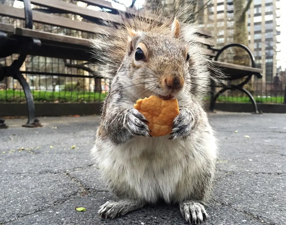 Is It Legal to Own a Squirrel in New York