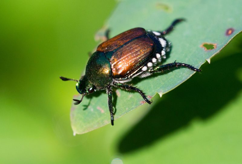 Beetles in Michigan