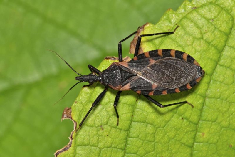 Dangerous Bugs in Oregon