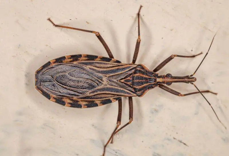 kissing-bugs-800x547-1-1 Dangerous Bugs in Arkansas