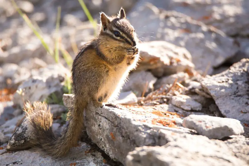 Chipmunks in Colorado