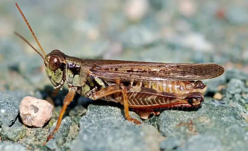 Grasshoppers in Ohio