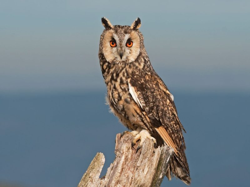 Owls in Kentucky