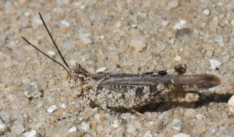 Grasshoppers in Ohio