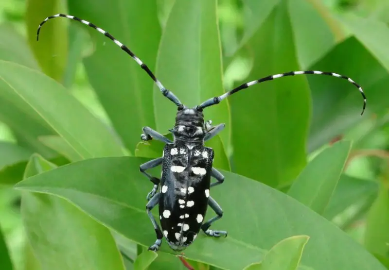 Beetles in Michigan
