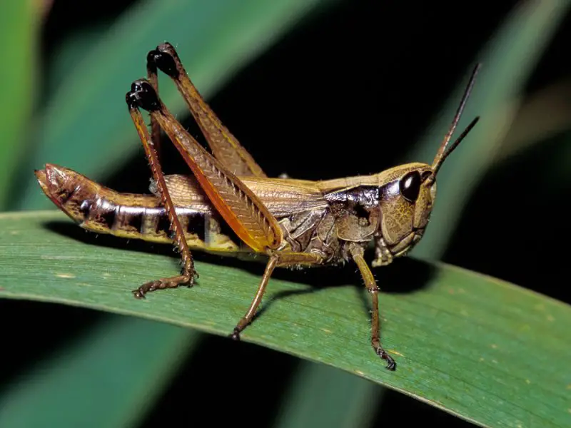 Grasshoppers in Ohio