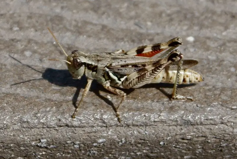 Grasshoppers in Ohio