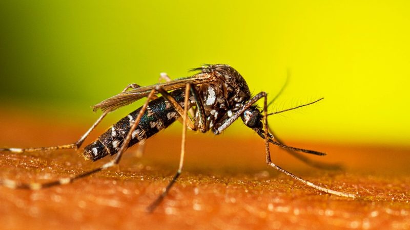 mosquito-culex-spp-1 Dangerous Bugs in Illinois