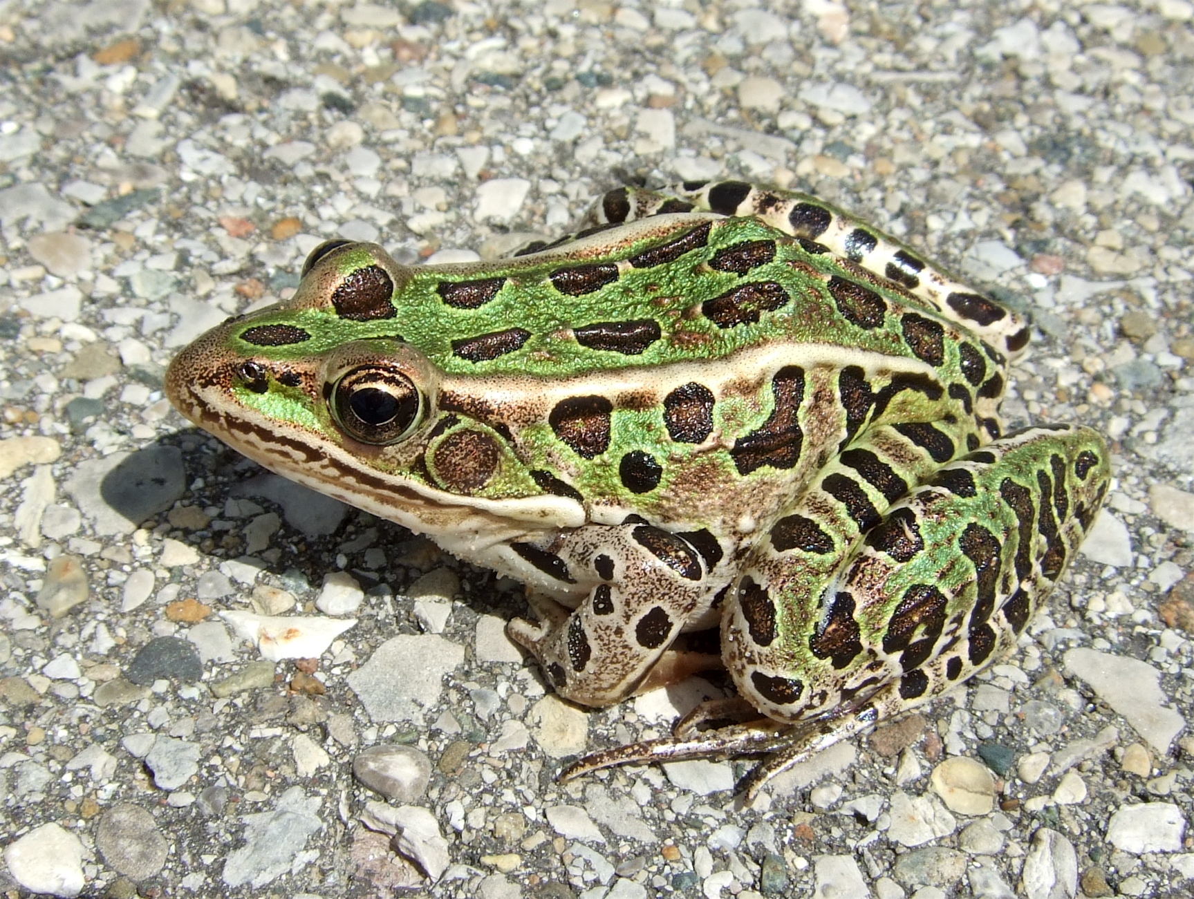 Frogs in Illinois