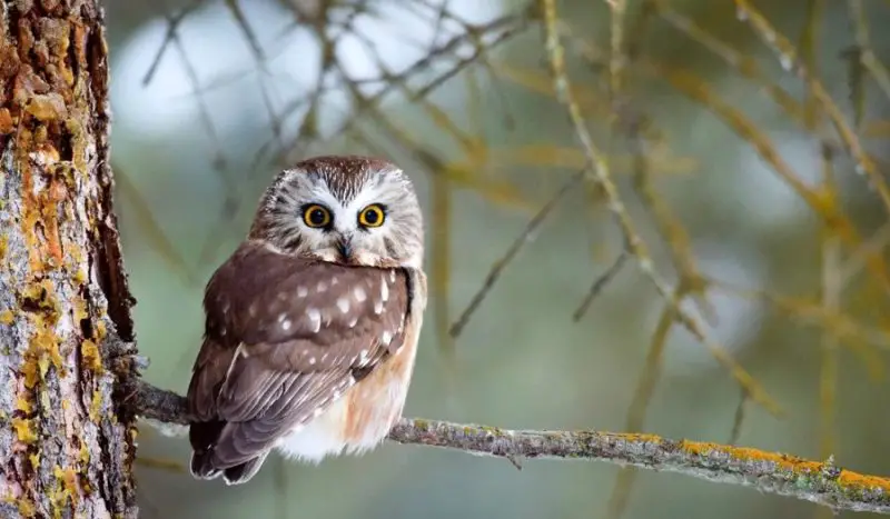 Owls in Kentucky