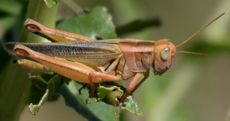 Grasshoppers in Ohio