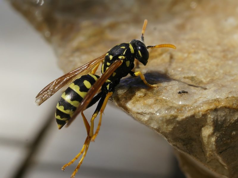 Dangerous Bugs in Oregon