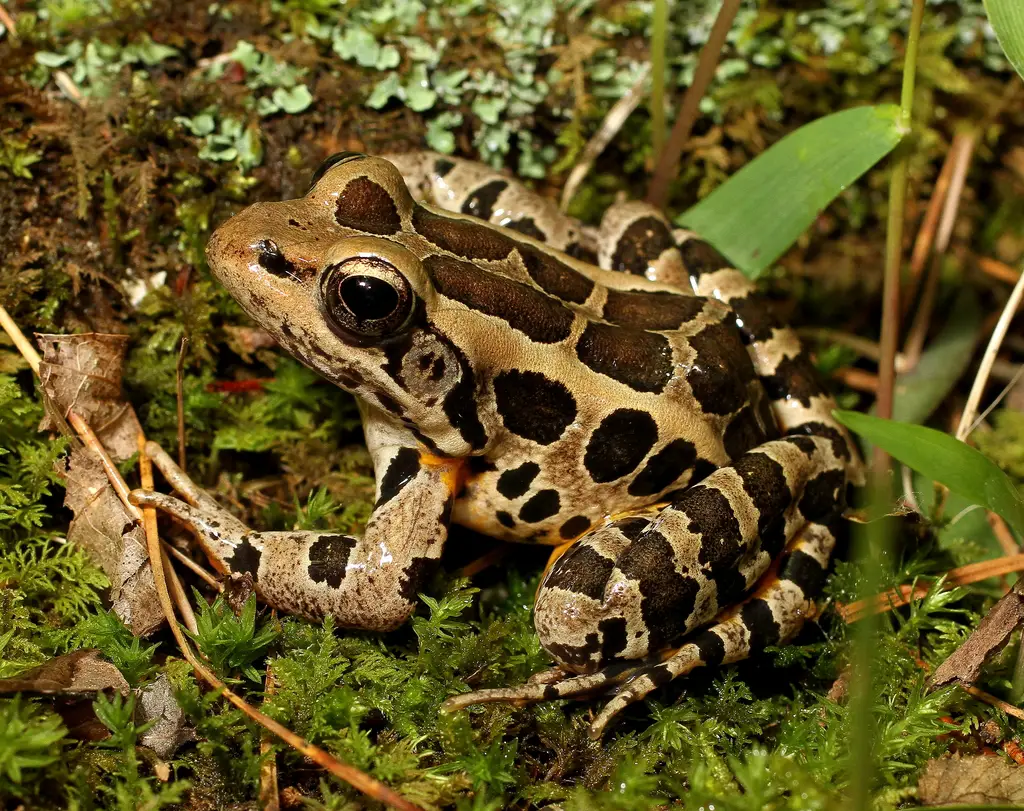 Frogs in Illinois