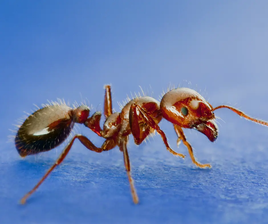 red-imported-fire-ants Dangerous Bugs in Arkansas