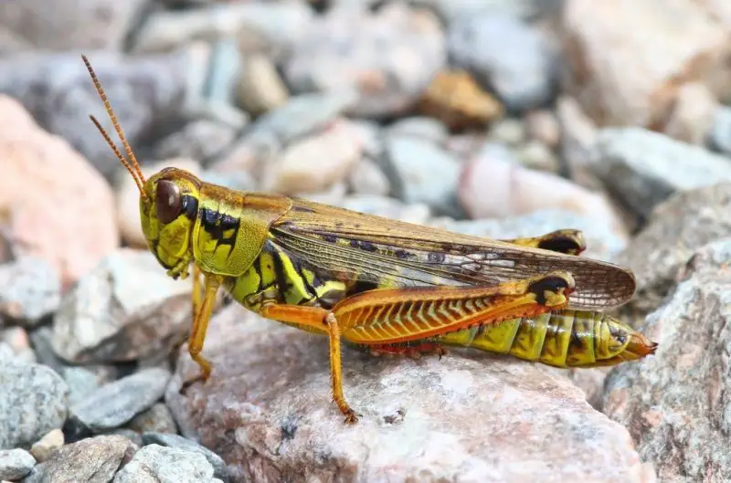 Grasshoppers in Ohio