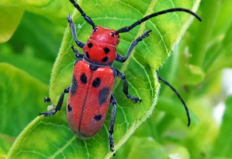 red-milkweed-beetle-800x548-1 Beetles in North Carolina