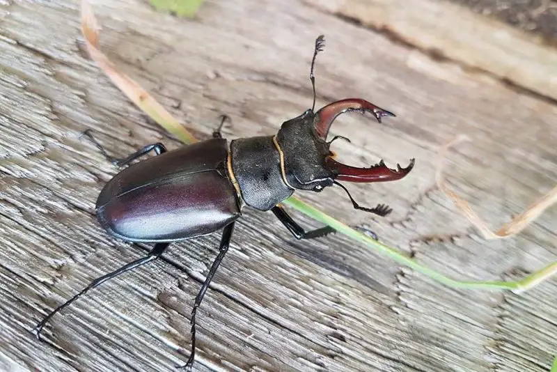 reddish-brown-stag-beetle-800x534-1 Beetles in North Carolina