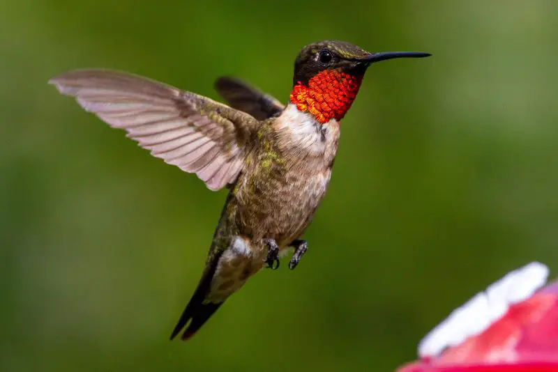 Hummingbirds in Iowa
