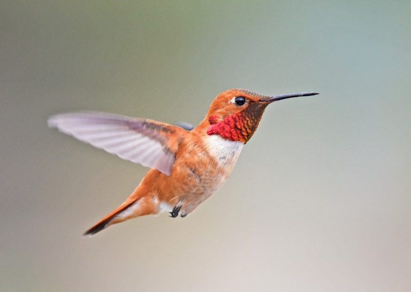 Hummingbirds in Iowa