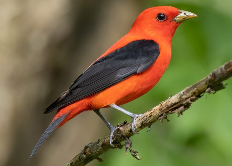 Cardinals in Michigan