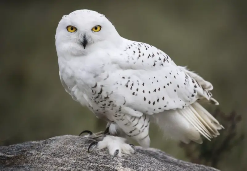 Owls in Kentucky