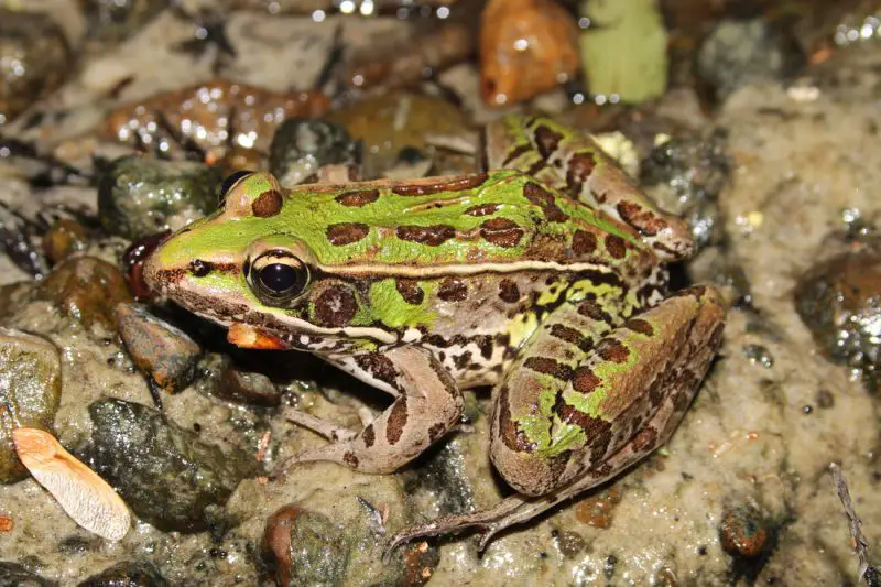 Frogs in Illinois